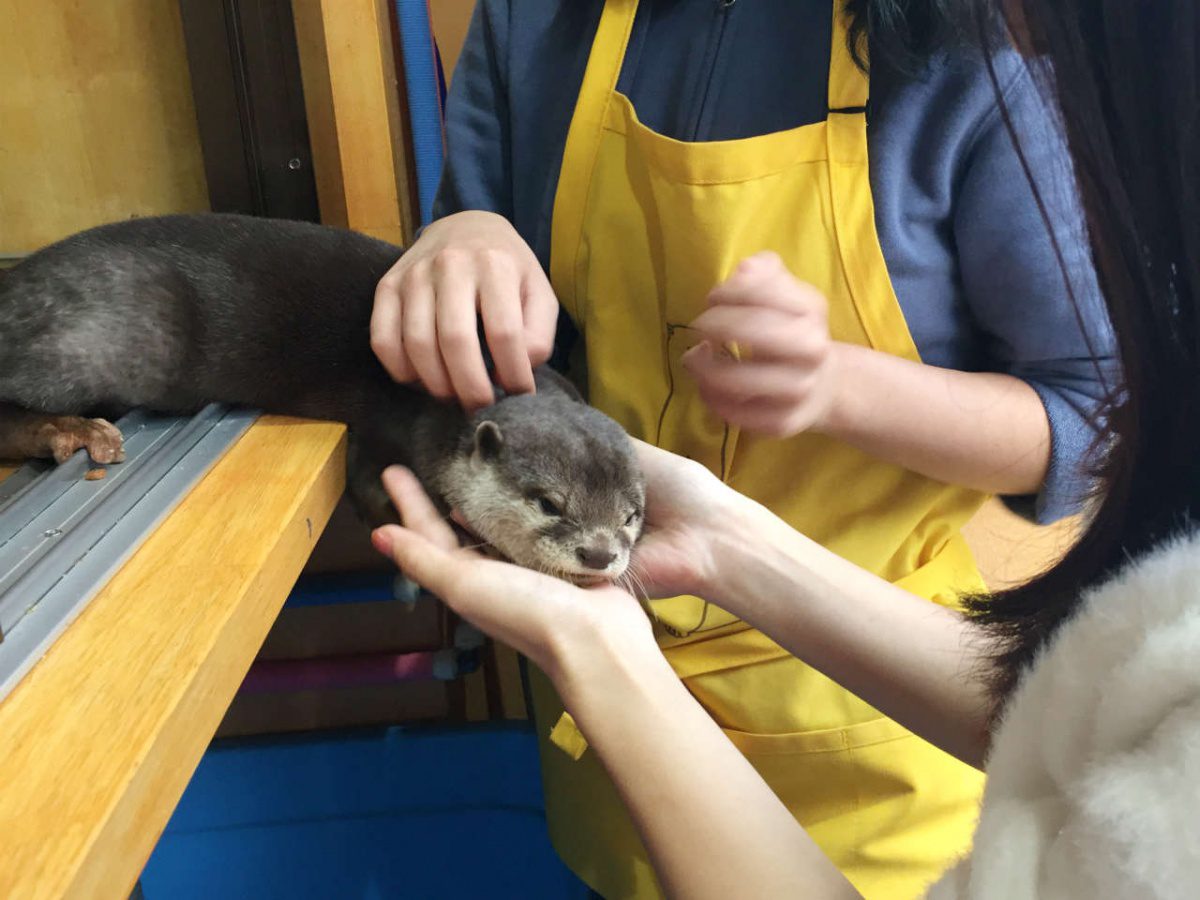 Japanese Strange and Weird Cafes in Kyoto & Osaka | | Japan Wonder