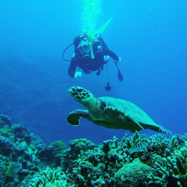 Diver with turtle Okinawa