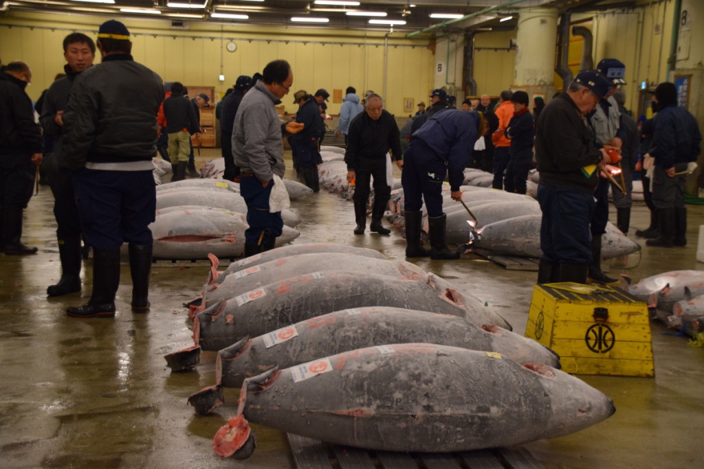 Frozen tuna auction old Tsukiji Market