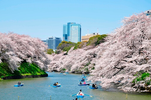 Chidorigafuchi Ryokudou Sakura