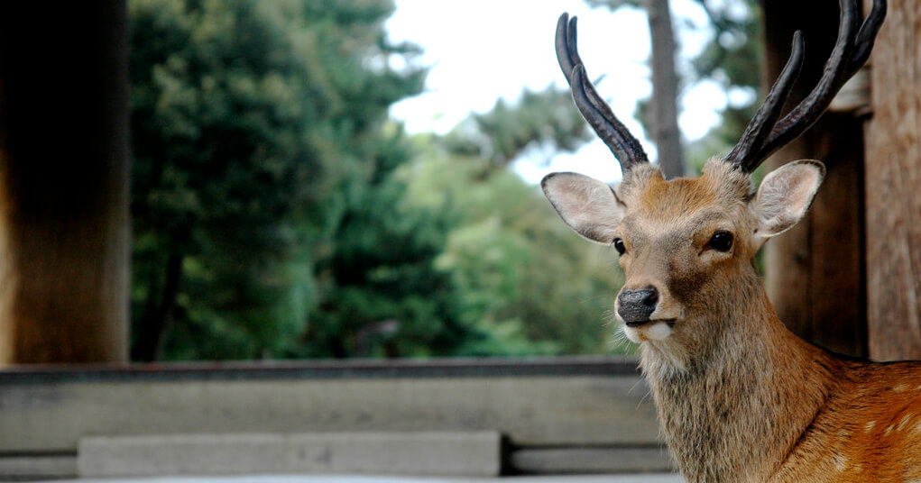 Deer Nara