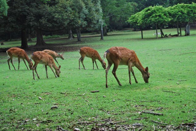 Nara deer