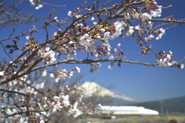 Mount Fuji Shinkansen Sakura