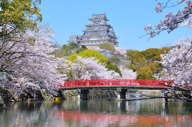 Himeji Castle Sakura