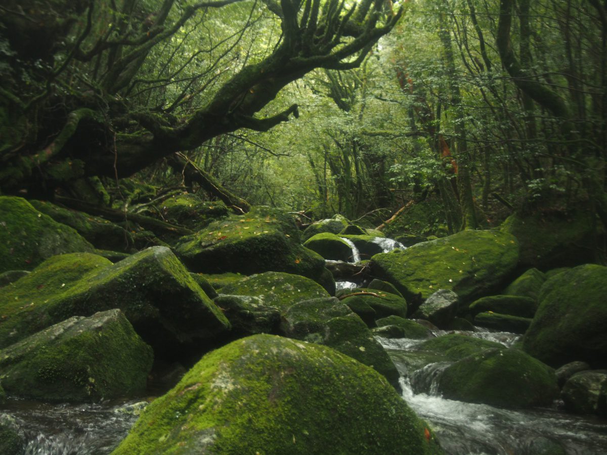 Yakushima, Ghibli location