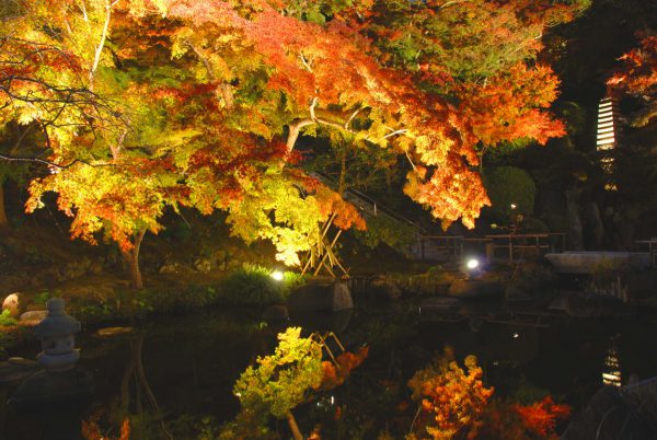 Hasedera_lightup
