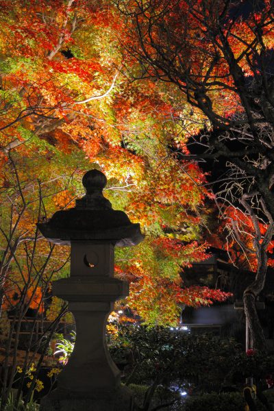 hasedera_lightup2