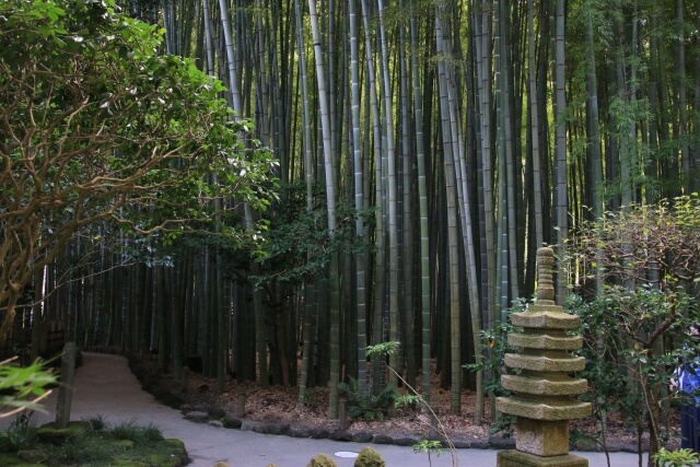 hokokuji bamboo forrest