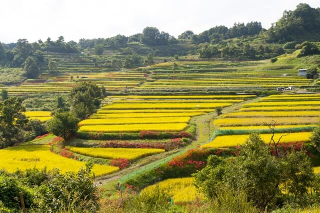 Asuka landscape