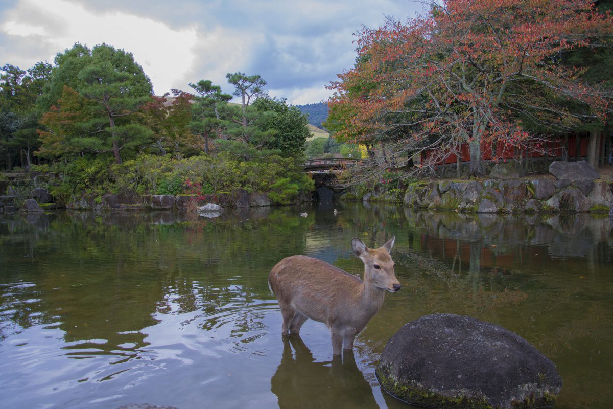 Parc aux cerfs de Nara