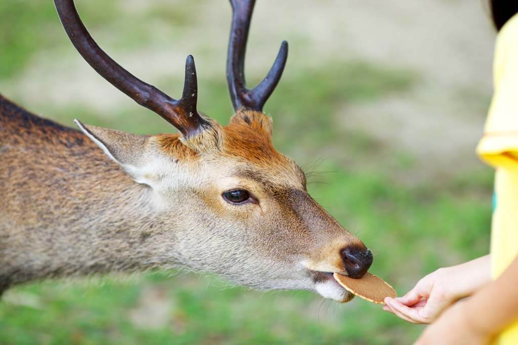 Deer Nara park