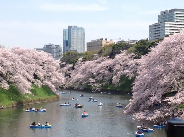 Sakura Chidorigafuchi / Tokyo