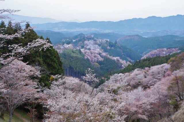 Sakura Mt. Yoshina Nara