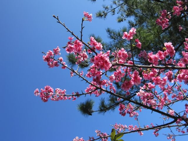 Sakura Shizuoka and Kanagawa