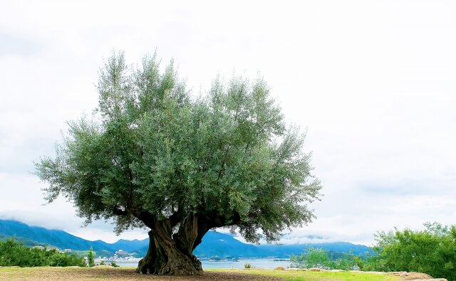 Shodoshima Island