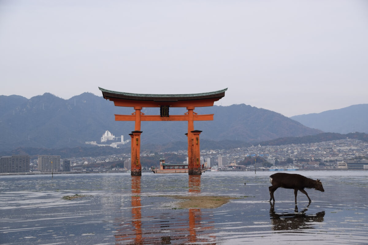 Day Trip to Hiroshima and Miyajima from Kyoto  Osaka | Japan Wonder Travel  Blog