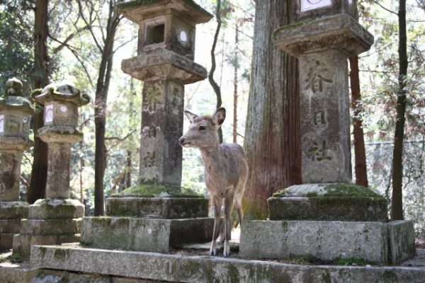 kobe tours from osaka