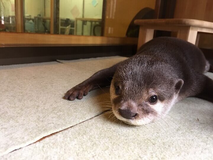 Animal cafe otter Kyoto