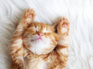 Animal cafe cat Apartment Coffee (Kyoto)