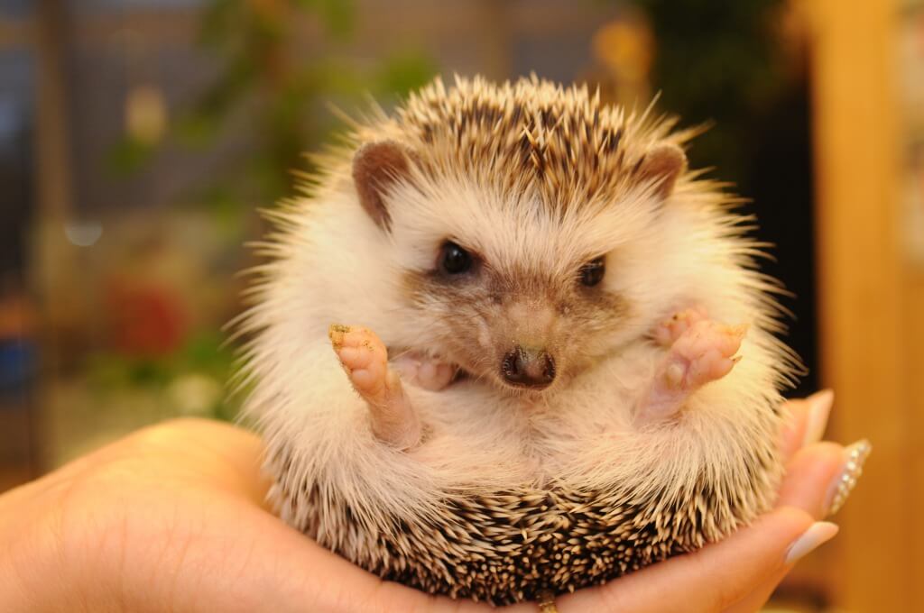 Animal cafe hedgehog Tom's Mr.Hedgie (Kyoto)