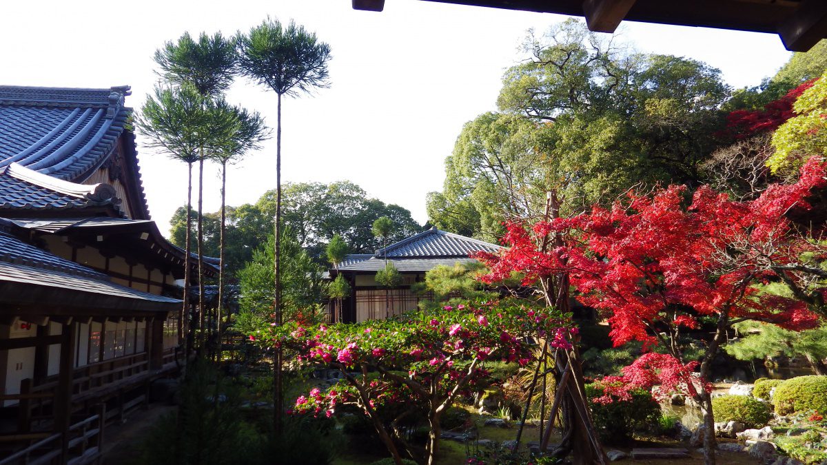 Daikaku-ji Temple autumn foliage