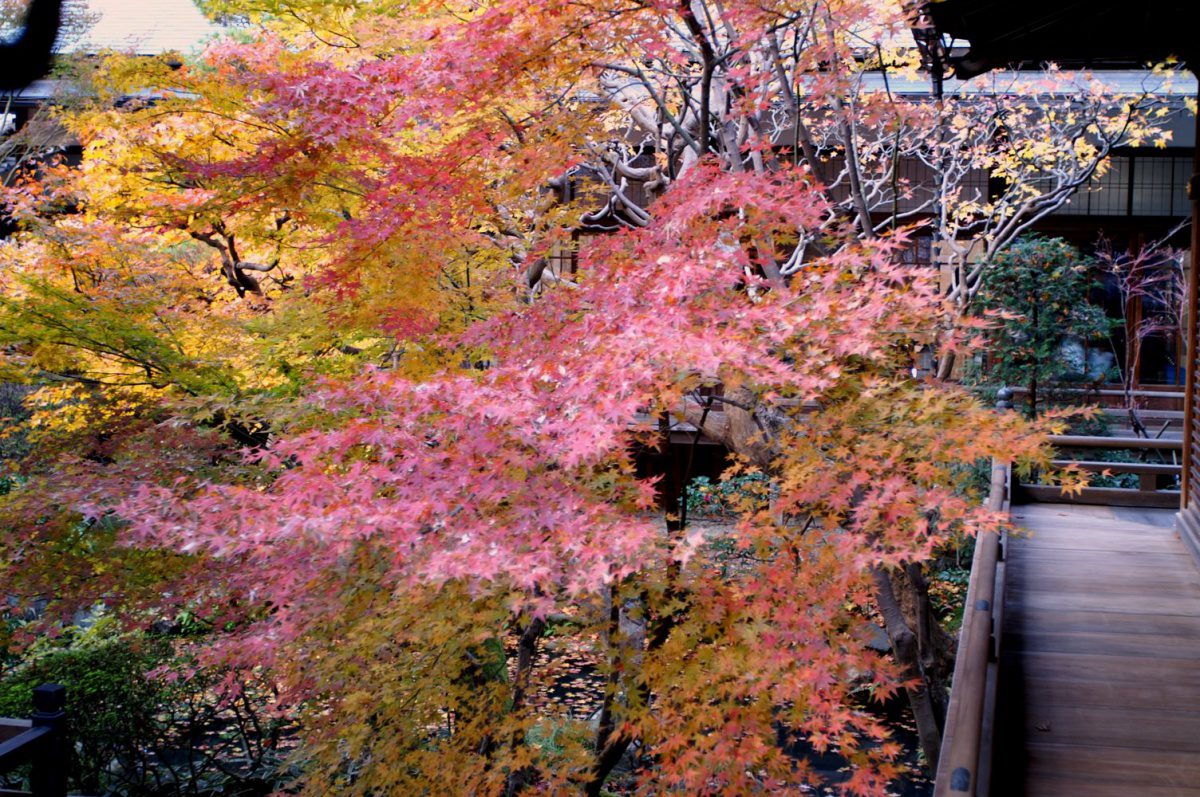 Eikando temple autumn foliage