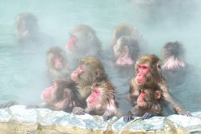 Snow Monkey, Nagano, Jigokudani, Monkey Park, Onsen, Day trip from Tokyo, Winter Activity, Family Friendly Itinerary in Japan