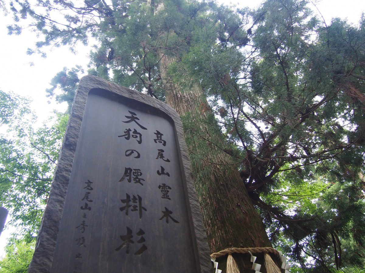Mount Takao Tako Sugi ceder tree