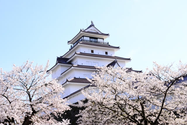 Sakura Tsuruga castle park /Fukushima