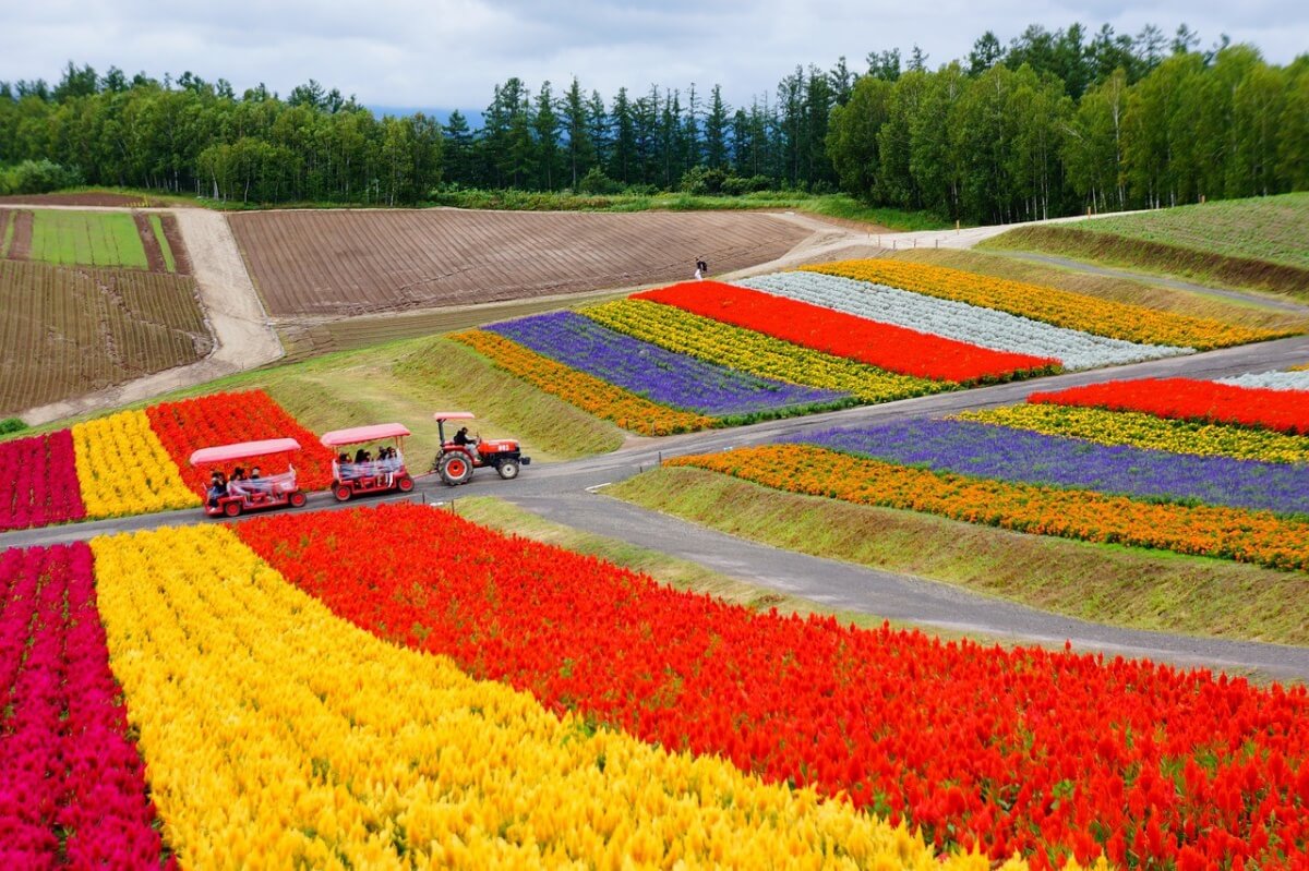 blomma fält Hokkaido