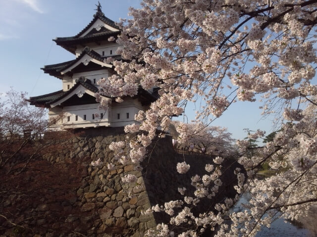 Sakura Hirosaki park / Aomori