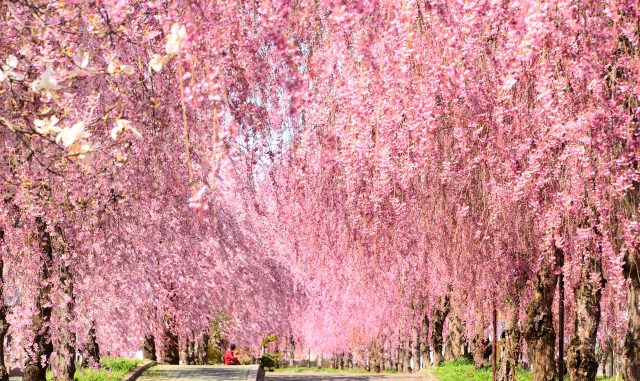 Cherry Blossom Forecast 2019 and the Best Sakura blooming spots in ...
