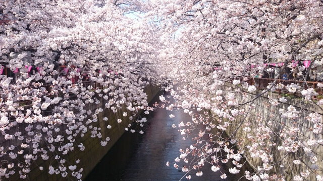 Sakura Meguro River