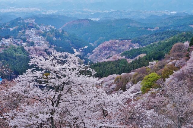 Sakura Mount Yoshino /Nara