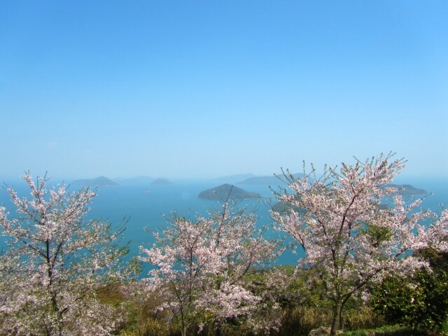 Sakura Mount Shiude /Kagawa