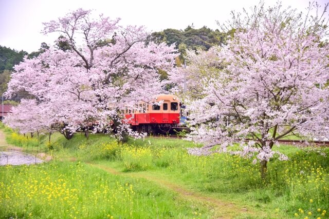 Sakura Kominato Railway & Isumi Railway / Chiba