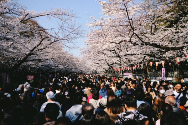 Cherry Blossom Season in Japan 2024 [Sakura Forecast] UPDATED | Japan ...