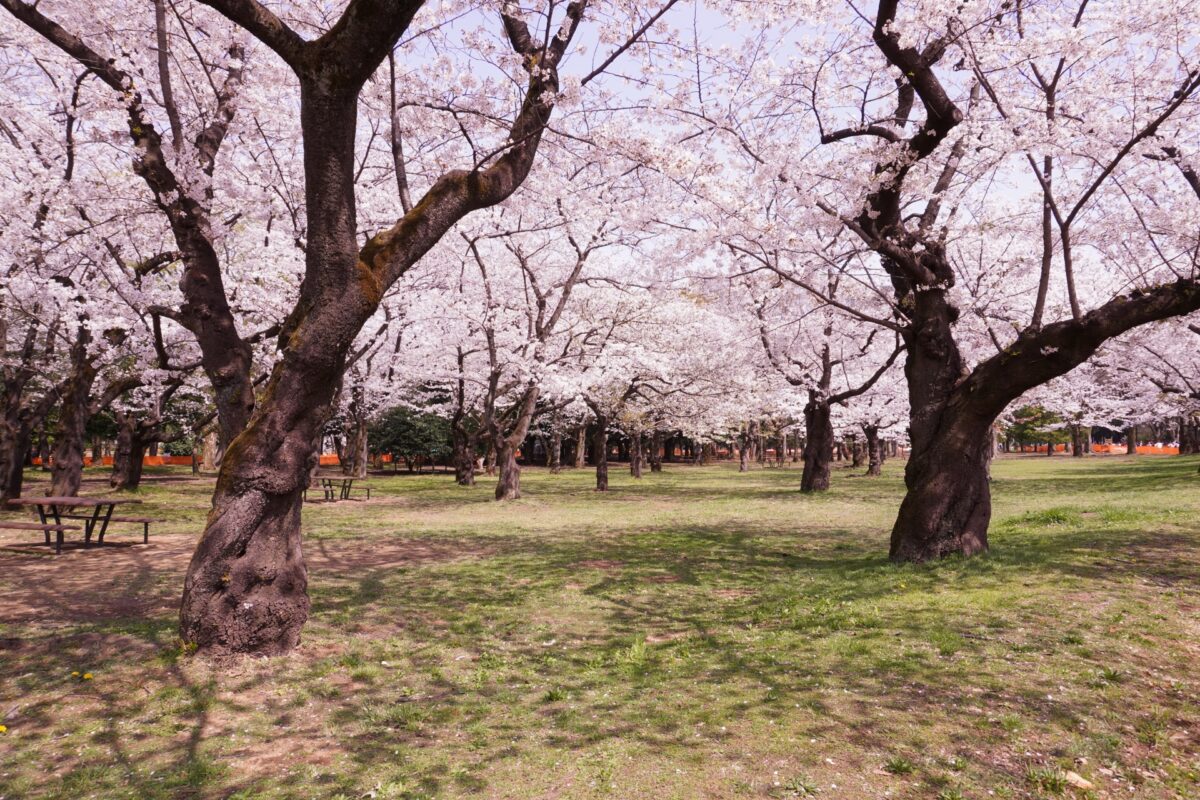 yoyogi park