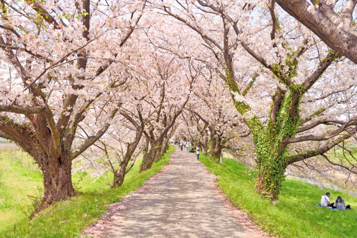 Tokyo, Japan. 24th Mar, 2022. The traditional Japanese Cherry blossom season in Tokyo is set to start on March 28, 2022. Some Sakura trees started to bloom already, like here in Naka