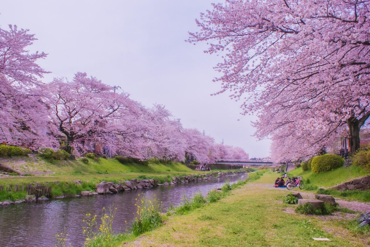 Nogawa Chofu sakura cherry blossom