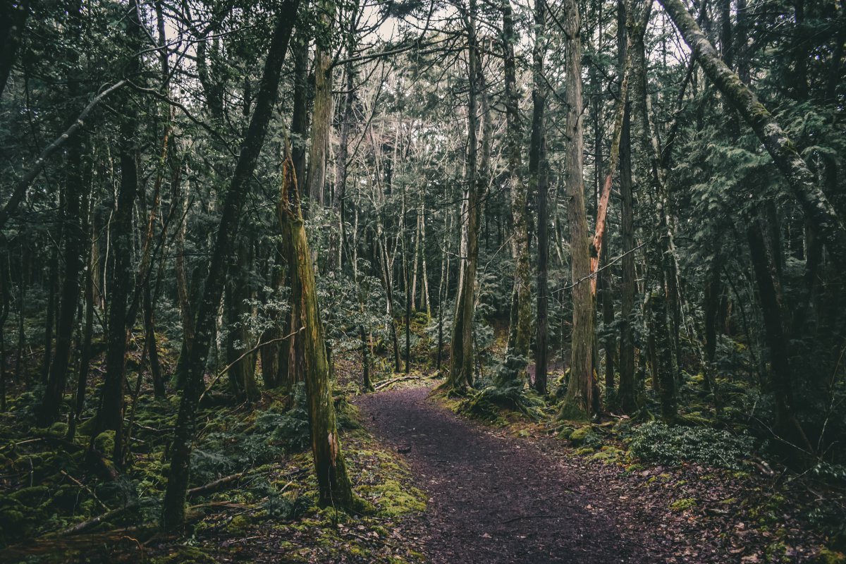 Aokigahara forest