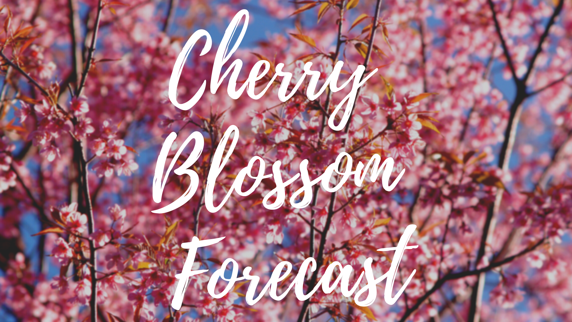 Cherry Blossom Forecast