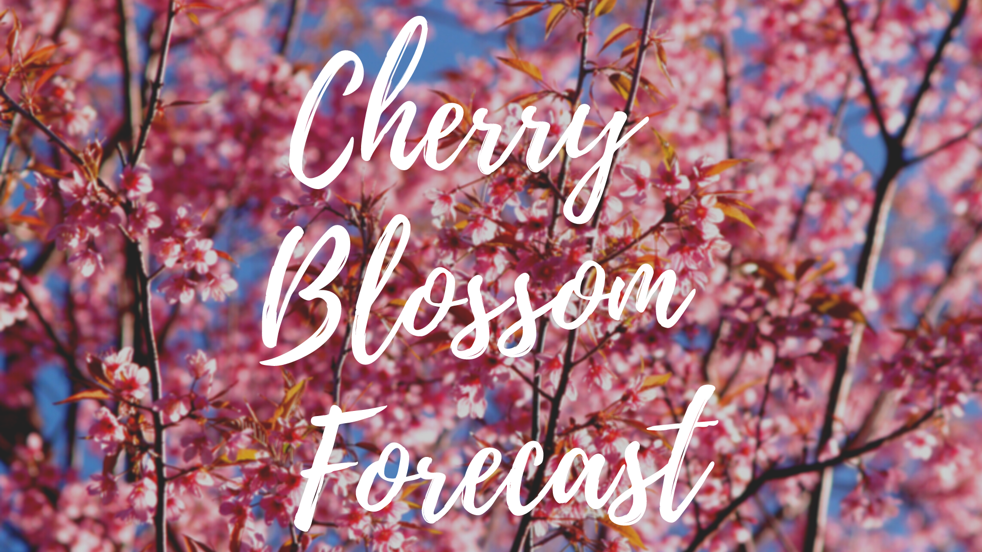 Cherry Blossom Season in Japan and Korea