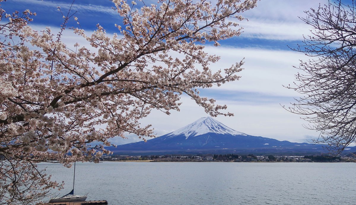 Lake Kawaguchiko, sakura, Mount Fuji