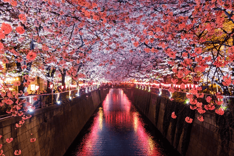 Meguro River Sakura