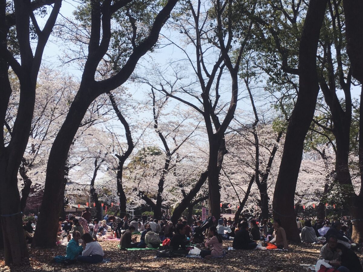 Ueno park sakura 