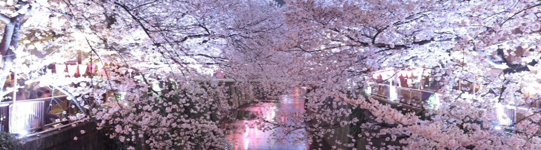 meguro river lit up