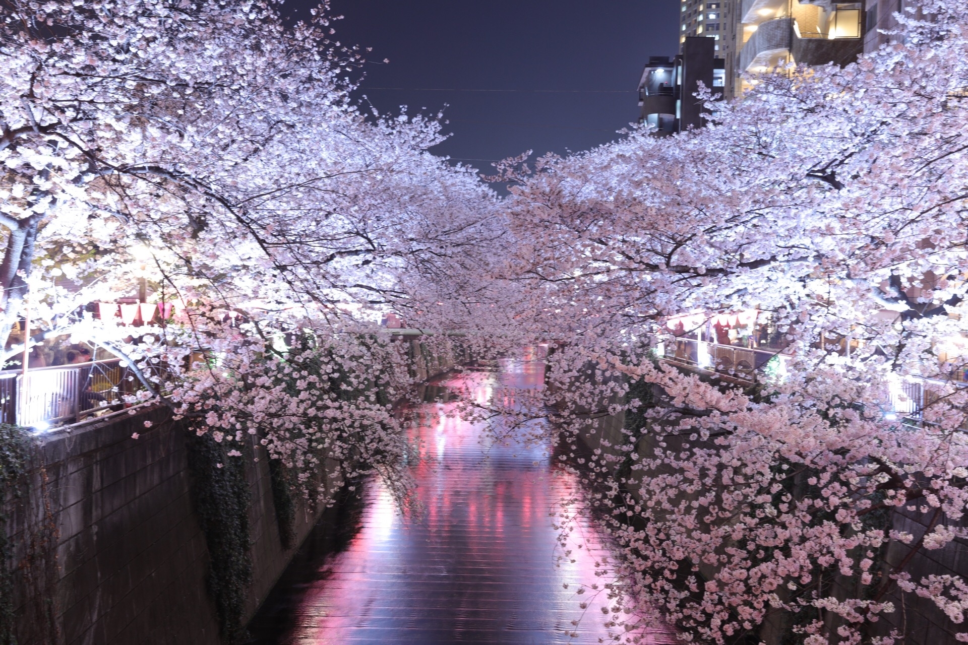 Three Choice Spots for Cherry Blossom Viewing Unique to Minato
