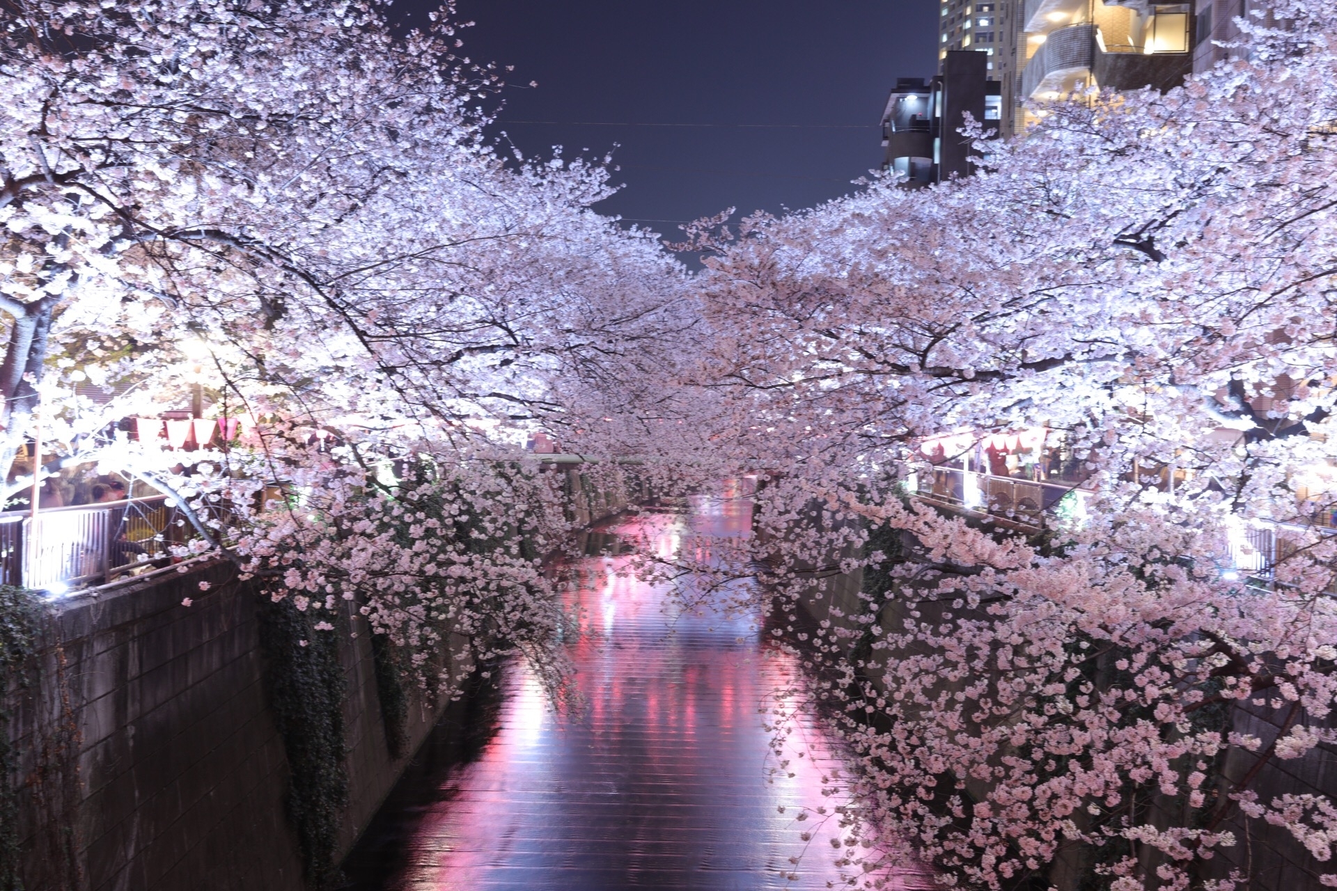 Meguro River Cherry Blossoms: Tokyo's Most Famous Sakura Spot