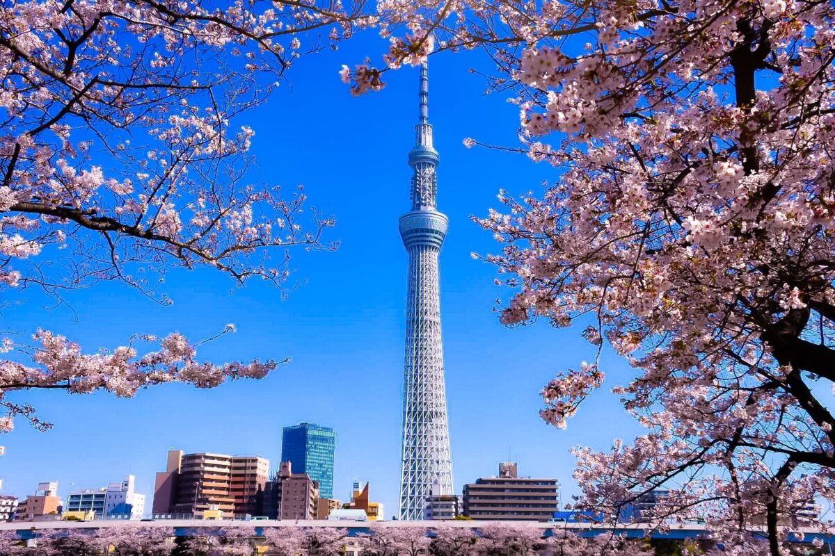 cherry blossom tokyo